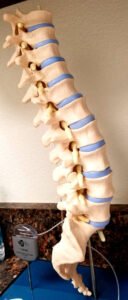 Model representing the whole spine.
