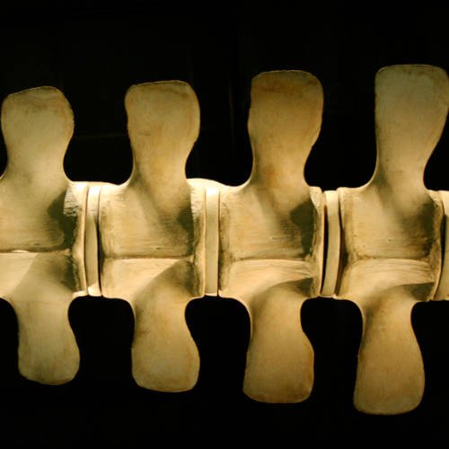 representation of a spine sideways across the frame and close up.